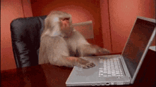 monkey searching for the answer to a ticket request